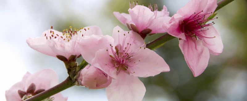 鲜桃花能泡水喝吗