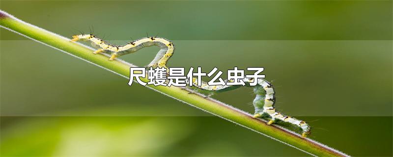 尺蠖是什么虫子