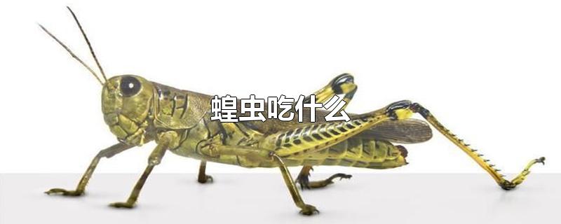 蝗虫吃什么