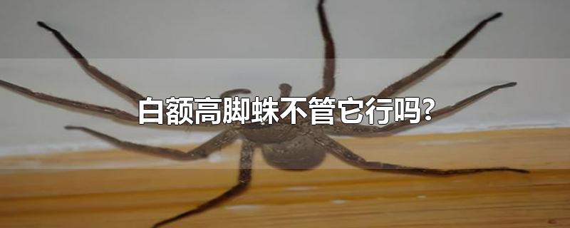 白额高脚蛛不管它行吗?