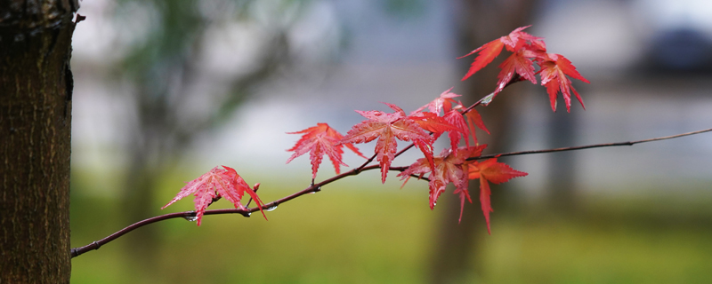 清明是第几个24节气