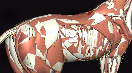 3D Horse Anatomy SoftwareAPP下载-马匹解剖模拟器3d官方版3DHorseAnatomySoftwarev1.2最新版