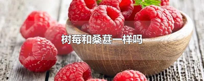 树莓和桑葚一样吗-最新树莓和桑葚一样吗整理解答