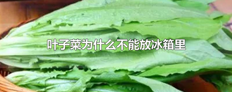 叶子菜为什么不能放冰箱里-最新叶子菜为什么不能放冰箱里整理解答