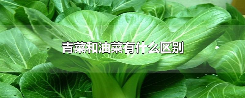 青菜和油菜有什么区别-最新青菜和油菜有什么区别整理解答