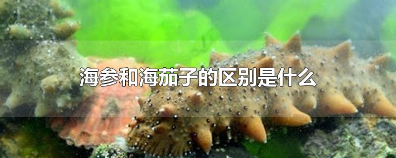 海参和海茄子的区别是什么-最新海参和海茄子的区别是什么整理解答