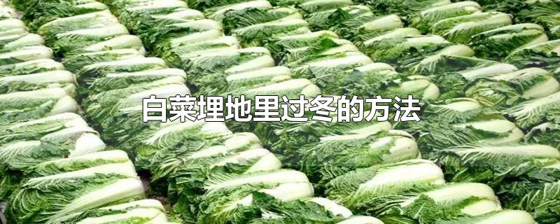 白菜埋地里过冬的方法-最新白菜埋地里过冬的方法整理解答