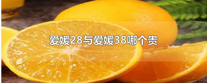 爱媛28与爱媛38哪个贵-最新爱媛28与爱媛38哪个贵整理解答