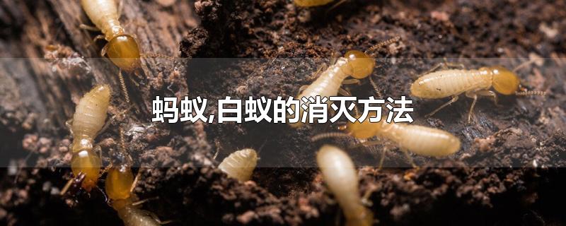 蚂蚁,白蚁的消灭方法-最新蚂蚁,白蚁的消灭方法整理解答