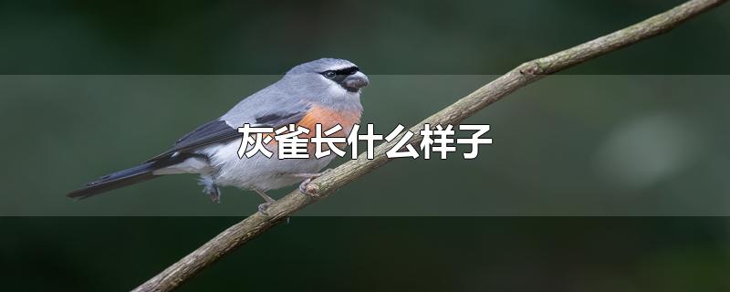 灰雀长什么样子-最新灰雀长什么样子整理解答