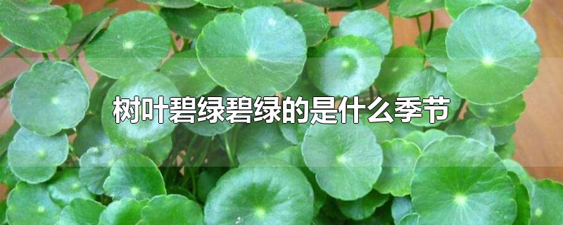 树叶碧绿碧绿的是什么季节-最新树叶碧绿碧绿的是什么季节整理解答