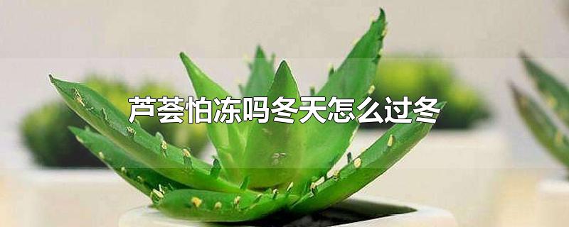 芦荟怕冻吗冬天怎么过冬-最新芦荟怕冻吗冬天怎么过冬整理解答