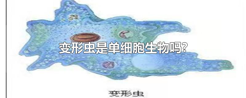 变形虫是单细胞生物吗?-最新变形虫是单细胞生物吗?整理解答