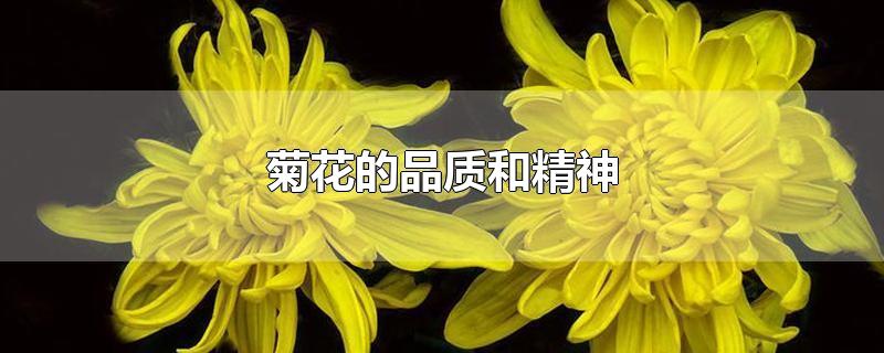 菊花的品质和精神-最新菊花的品质和精神整理解答