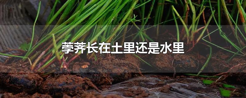 荸荠长在土里还是水里-最新荸荠长在土里还是水里整理解答