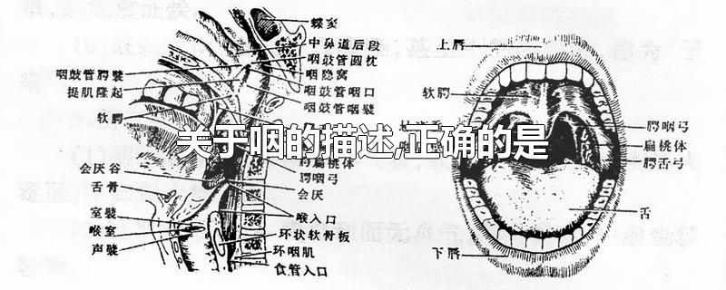 关于咽的描述,正确的是