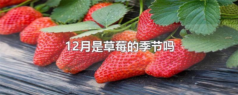 12月是草莓的季节吗-最新12月是草莓的季节吗整理解答