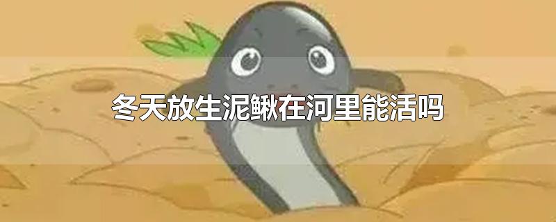 冬天放生泥鳅在河里能活吗