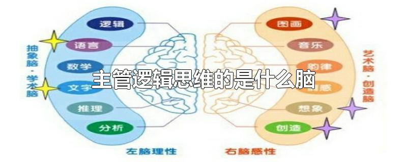 主管逻辑思维的是什么脑