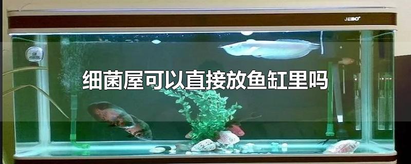 细菌屋可以直接放鱼缸里吗-最新细菌屋可以直接放鱼缸里吗整理解答