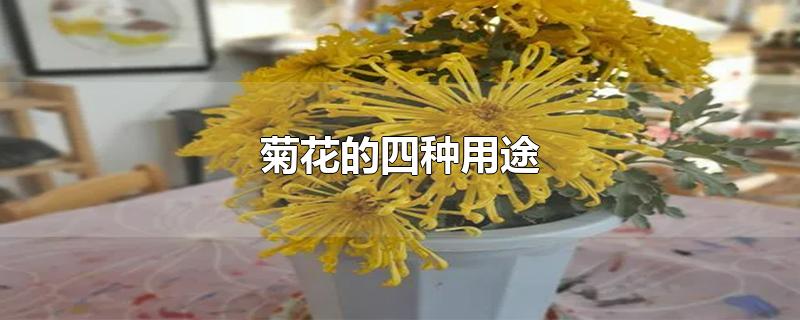 菊花的四种用途-最新菊花的四种用途整理解答