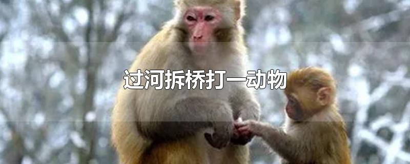 过河拆桥打一动物