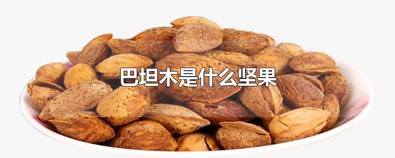 巴坦木是什么坚果-最新巴坦木是什么坚果整理解答