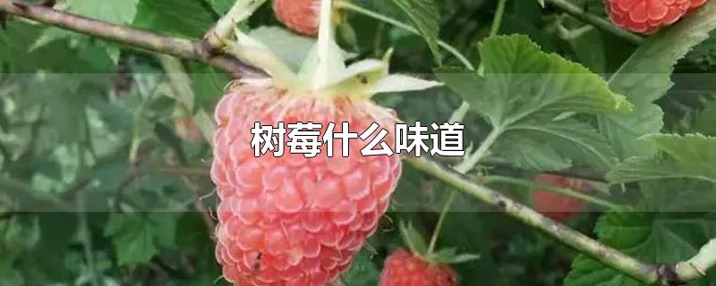 树莓什么味道-最新树莓什么味道整理解答