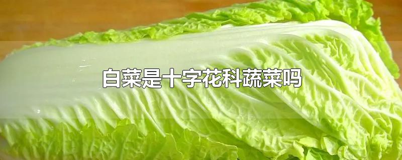 白菜是十字花科蔬菜吗-最新白菜是十字花科蔬菜吗整理解答