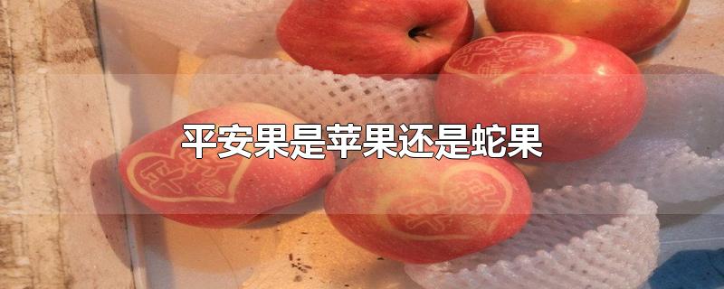 平安果是苹果还是蛇果-最新平安果是苹果还是蛇果整理解答