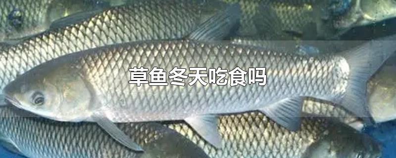 草鱼冬天吃食吗