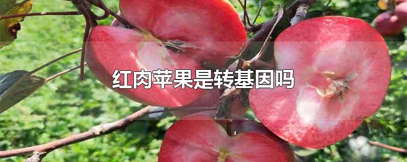 红肉苹果是转基因吗-最新红肉苹果是转基因吗整理解答