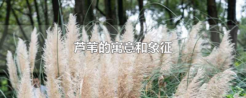 芦苇的寓意和象征-最新芦苇的寓意和象征整理解答