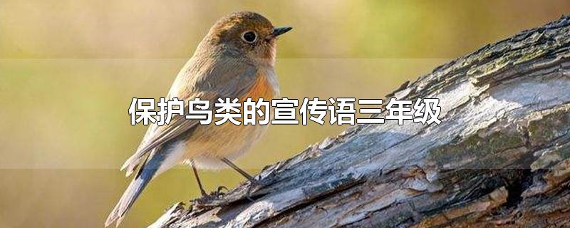 保护鸟类的宣传语三年级