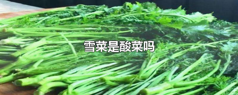 雪菜是酸菜吗-最新雪菜是酸菜吗整理解答