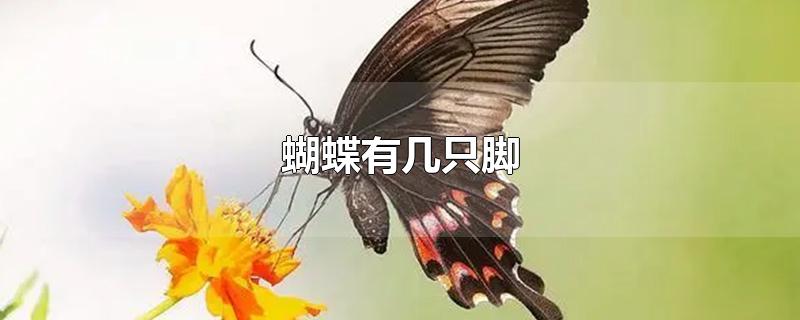 蝴蝶有几只脚