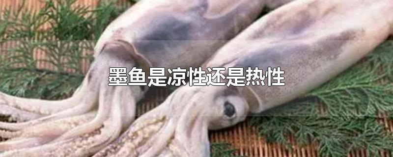 墨鱼是凉性还是热性-最新墨鱼是凉性还是热性整理解答