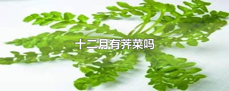 十二月有荠菜吗-最新十二月有荠菜吗整理解答