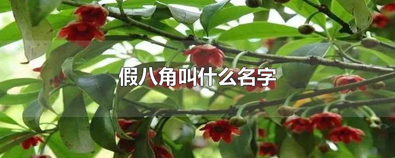 假八角叫什么名字