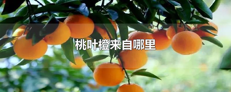 桃叶橙来自哪里-最新桃叶橙来自哪里整理解答