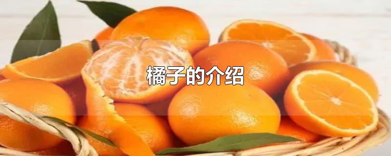 橘子的介绍