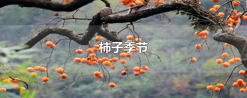 柿子季节-最新柿子季节整理解答