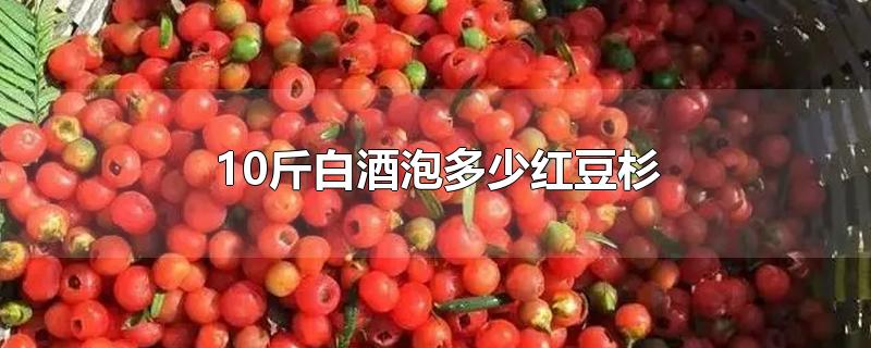 10斤白酒泡多少红豆杉