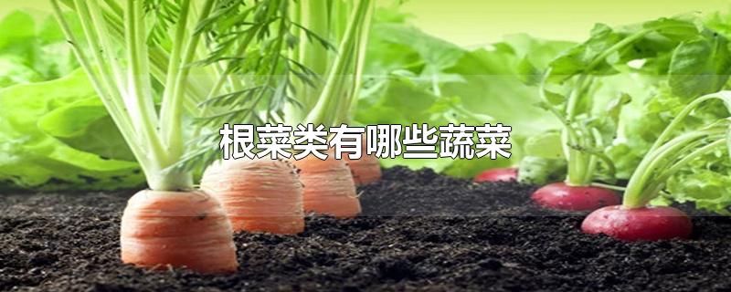 根菜类有哪些蔬菜-最新根菜类有哪些蔬菜整理解答