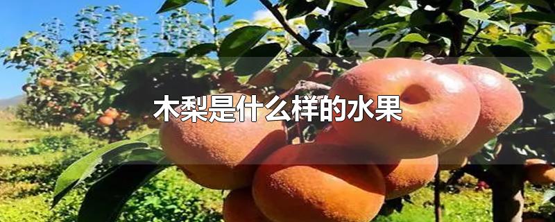 木梨是什么样的水果-最新木梨是什么样的水果整理解答