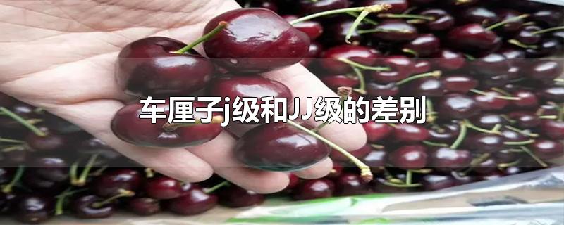 车厘子j级和JJ级的差别-最新车厘子j级和JJ级的差别整理解答