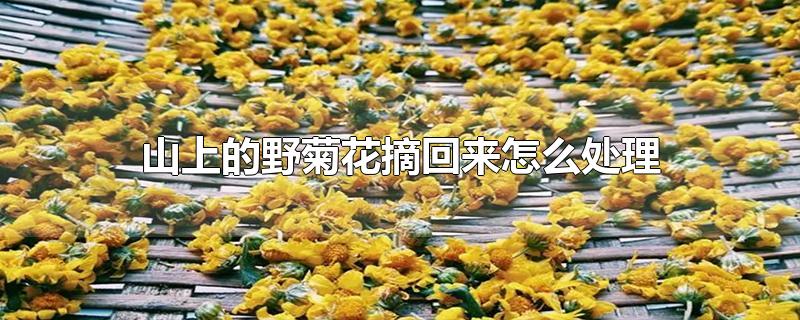 山上的野菊花摘回来怎么处理-最新山上的野菊花摘回来怎么处理整理解答