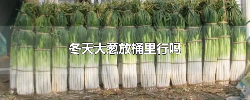 冬天大葱放桶里行吗-最新冬天大葱放桶里行吗整理解答