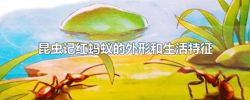 昆虫记红蚂蚁的外形和生活特征