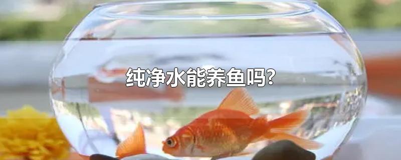 纯净水能养鱼吗?-最新纯净水能养鱼吗?整理解答